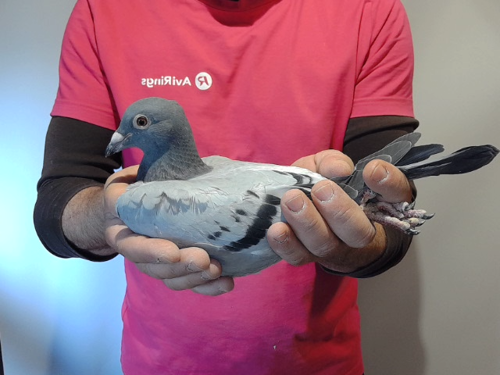 Pigeon image