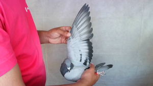 Pigeon image