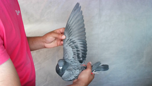 Pigeon image