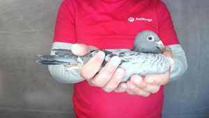 Pigeon image