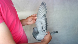 Pigeon image