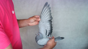Pigeon image