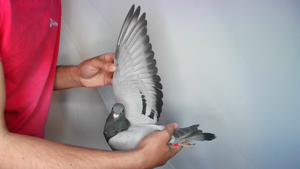 Pigeon image