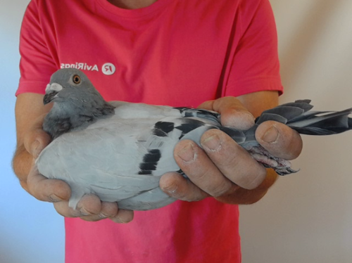 Pigeon image