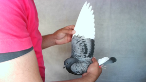 Pigeon image