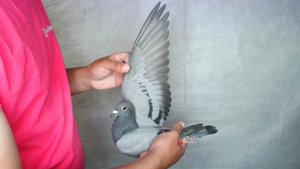 Pigeon image