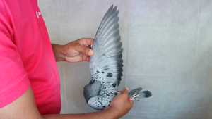 Pigeon image