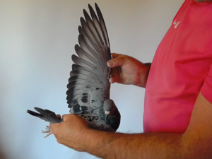 Pigeon image