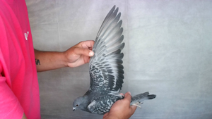 Pigeon image