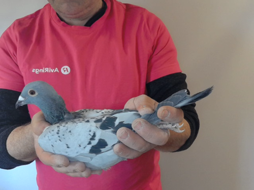 Pigeon image