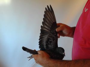Pigeon image