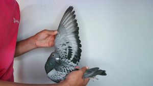 Pigeon image