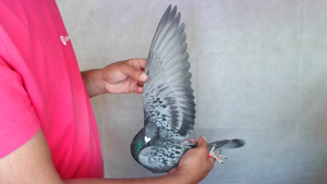 Pigeon image