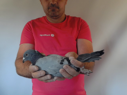 Pigeon image