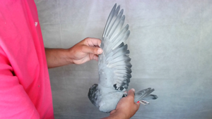 Pigeon image