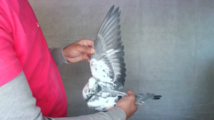 Pigeon image