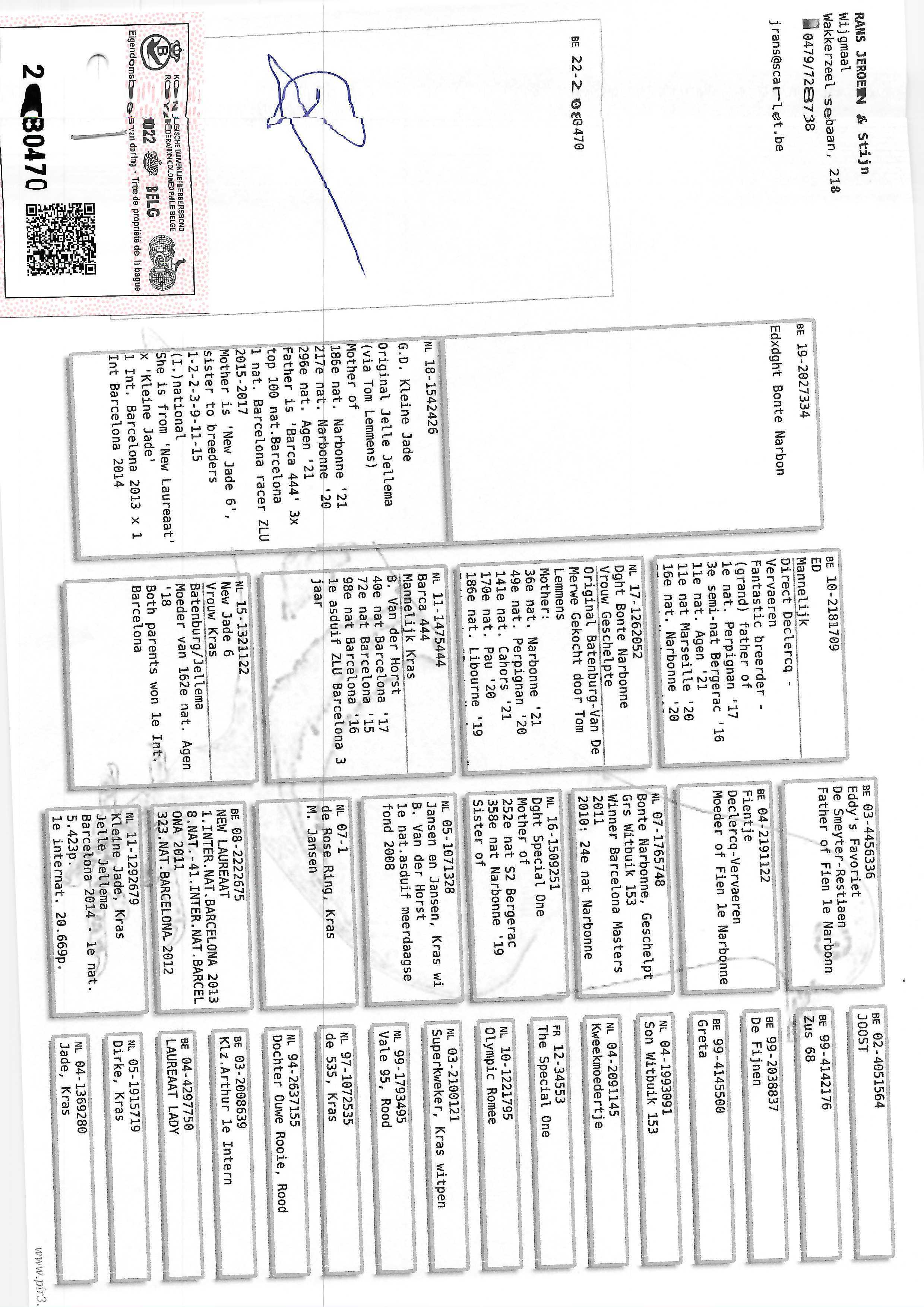 Pigeon pedigree image