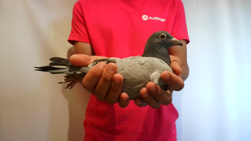 Pigeon image