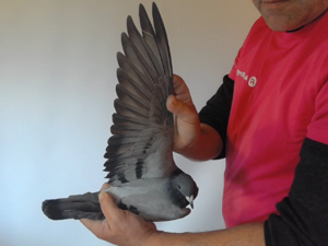 Pigeon image