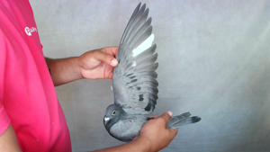 Pigeon image