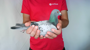 Pigeon image