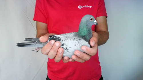 Pigeon image