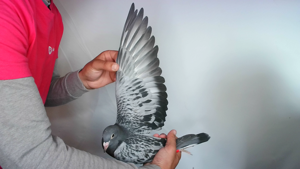 Pigeon image