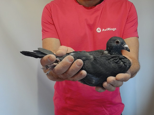 Pigeon image