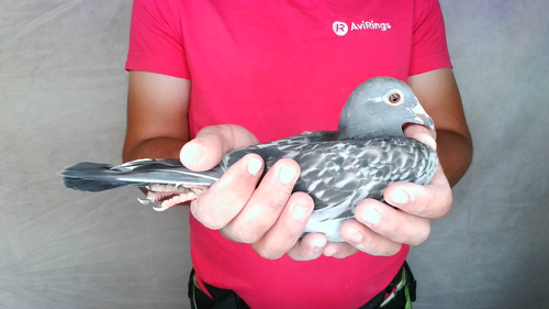 Pigeon image