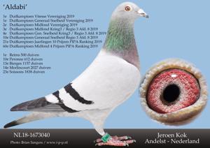 Pigeon image