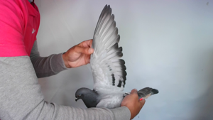 Pigeon image