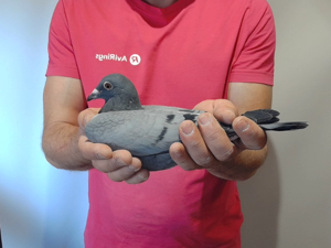 Pigeon image