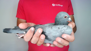 Pigeon image