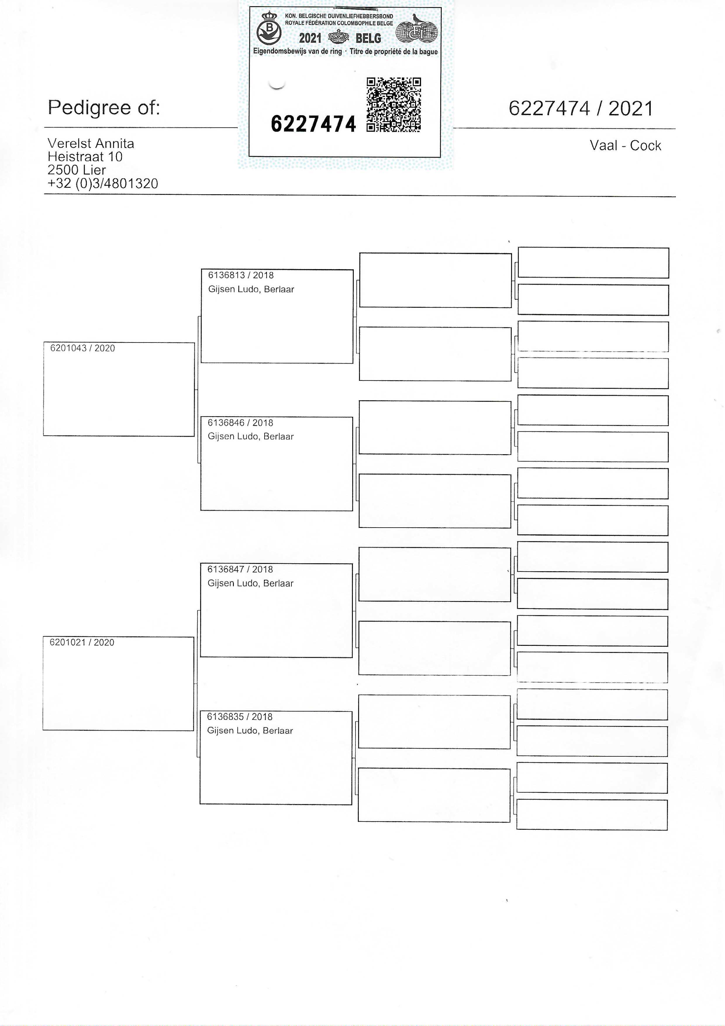 Pigeon pedigree image