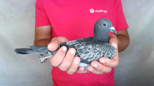 Pigeon image