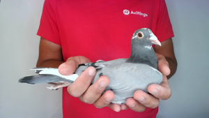 Pigeon image