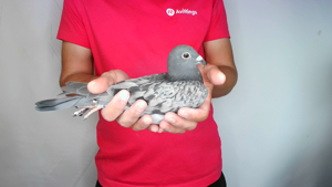 Pigeon image