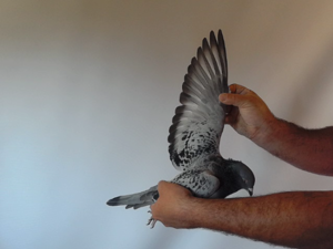 Pigeon image