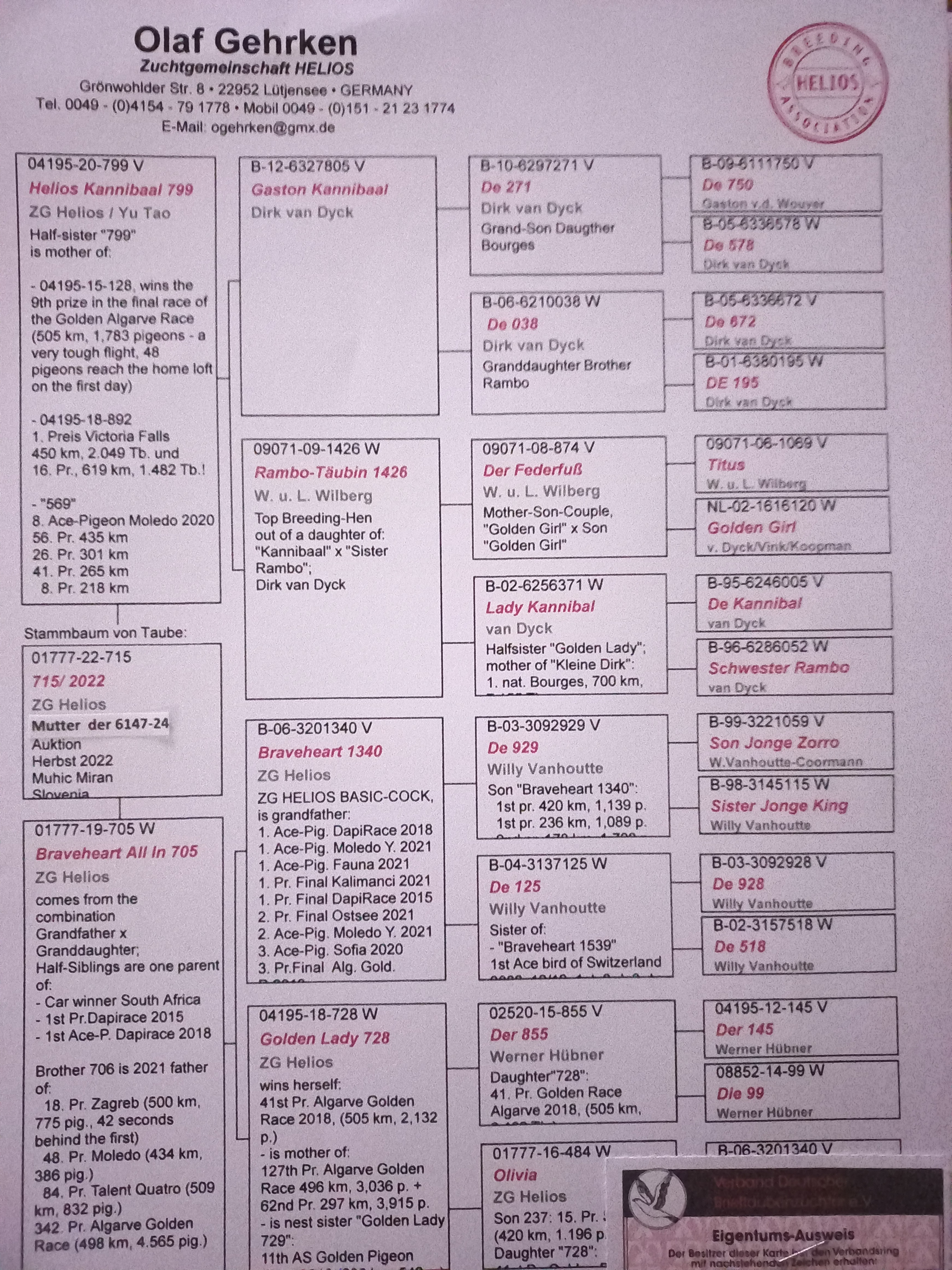 Pigeon pedigree image