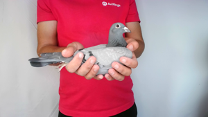 Pigeon image