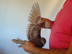 Pigeon image