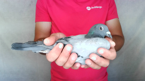 Pigeon image