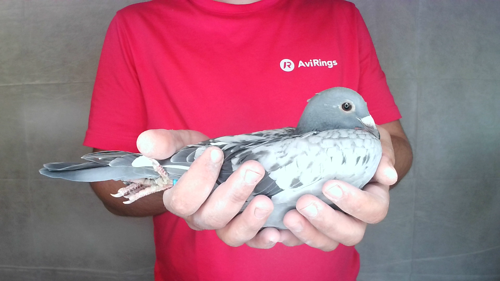Pigeon image