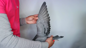 Pigeon image