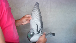 Pigeon image