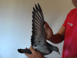 Pigeon image