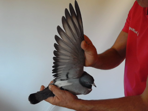 Pigeon image