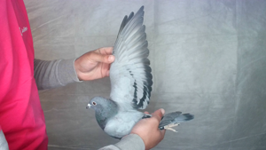 Pigeon image