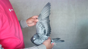 Pigeon image