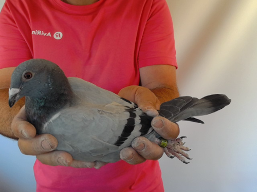 Pigeon image